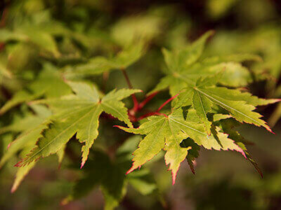 MAPLE TREE