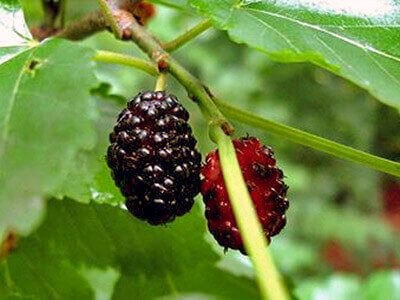 MULBERRY TREE