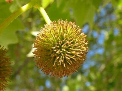 PLANE TREE