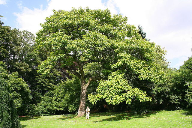 PAULOWNIA Photo 1