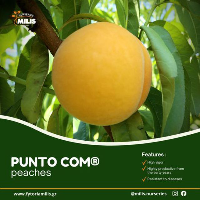 PUNTO COM® Ποικιλία Συμπύρηνου Ροδακίνου