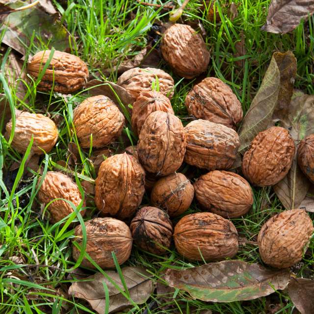 Walnut Cultivation