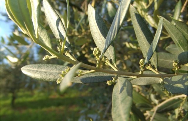 Σε ευπαθές στάδιο μπαίνει η ελιά για εντομολογικές και μυκητολογικές προσβολές