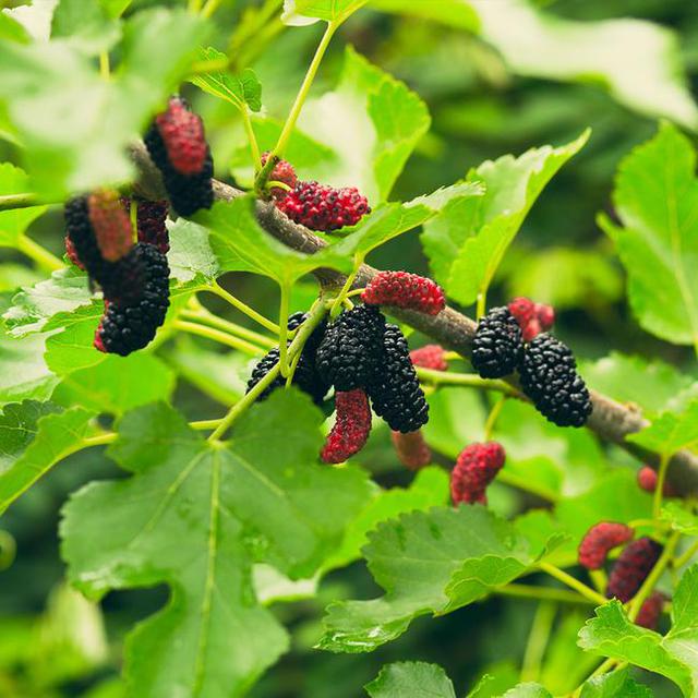 MULBERRY TREE