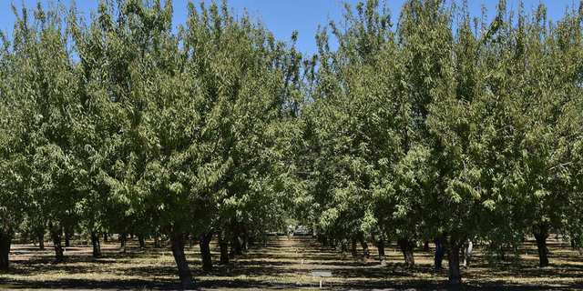 Enemies against Almond trees