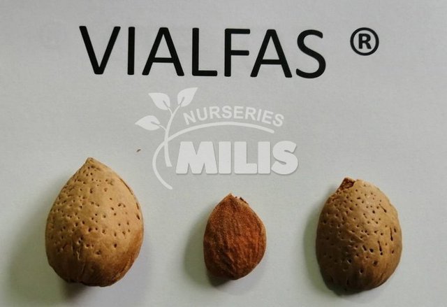 VIALFAS