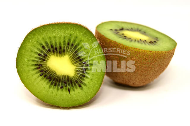 Hayward – Kiwi Photo 1