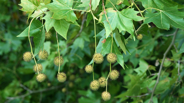 PLANE TREE