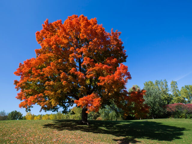 MAPLE TREE