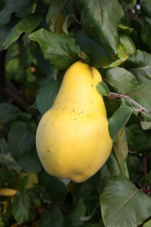 Turkish Quince Photo 2