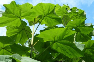 PAULOWNIA Photo 2