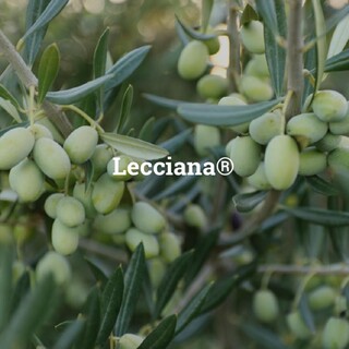 LECCIANA ® 
