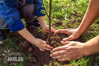 Planting instructions