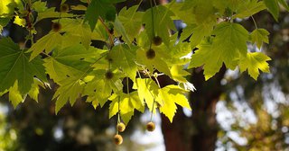 PLANE TREE Photo 2