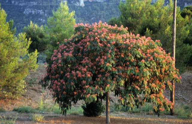 ACACIA